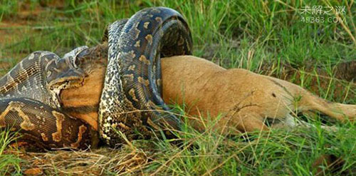 世界上最大的蛇