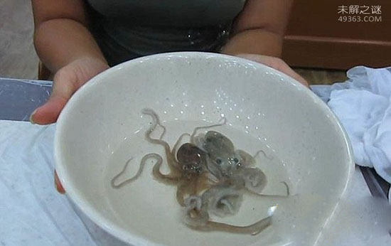 韩国女饕客生吃章鱼满口章鱼精子