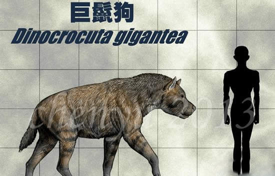 巨鬣狗，体型巨大（600斤重）相当于成年棕熊的重量
