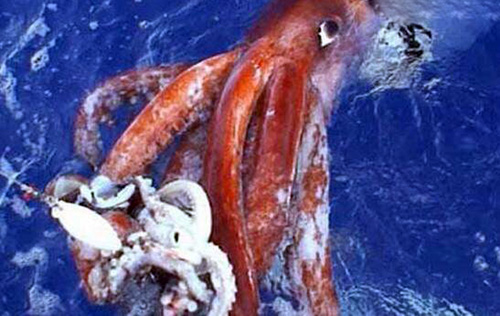 大王酸浆鱿,世界上最大的鱿鱼(长2米\/重400斤