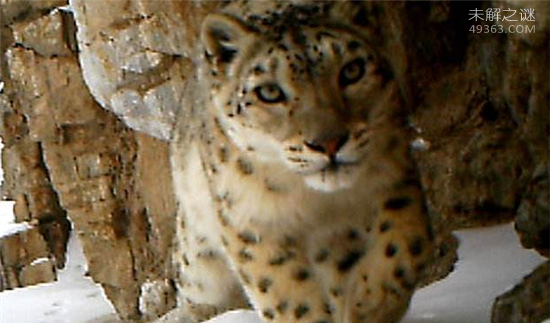 青海首次发现雪豹 雪豹幼崽雪中依偎太暖了