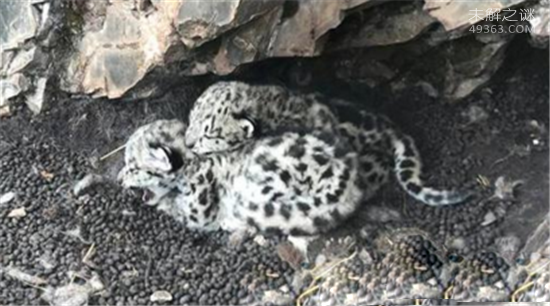 青海首次发现雪豹 雪豹幼崽雪中依偎太暖了