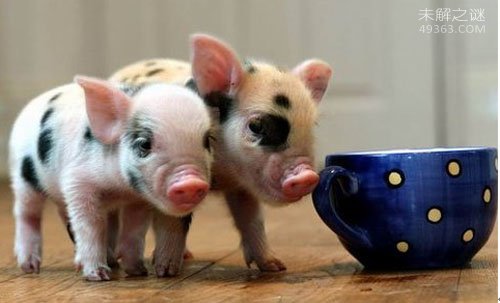 茶杯猪