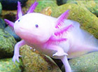 六角龙鱼色彩鲜艳,国际市场最受欢迎的宠物