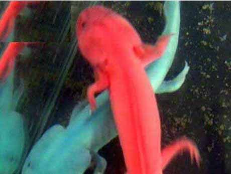 六角龙鱼色彩鲜艳,国际市场最受欢迎的宠物