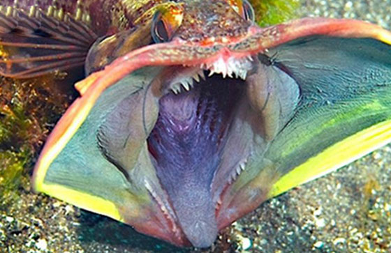 世界十大恐怖怪鱼盘点：这类怪鱼竟可以活140年