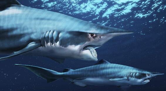 神奇的旋齿鲨：一生之中它们的新牙会不断长
