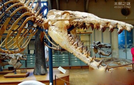 全球最大的掠食动物：史前海洋霸主伊西斯龙王鲸