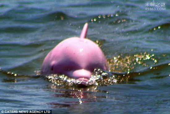 粉红瓶鼻海豚