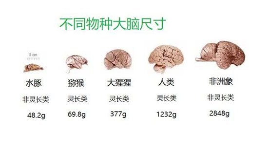 几种动物脑容量