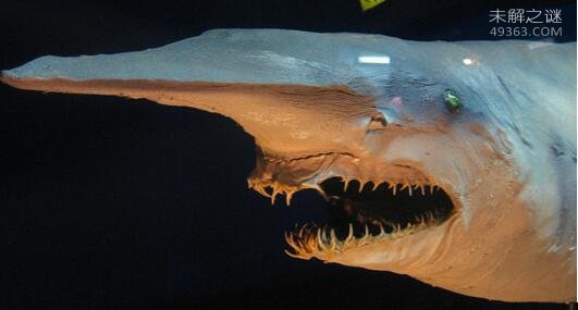 深海底的最丑陋生物：精灵鲨竟是存活了1.25亿年的神奇物种