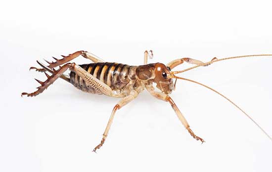 世界上最大的昆虫--巨沙螽(zhōng),它会咬人吗连老鼠都敬它三分!