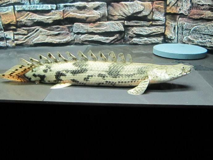 全球最漂亮的恐龙鱼--虎纹恐龙王鱼到底多凶?为什么没人养恐龙鱼