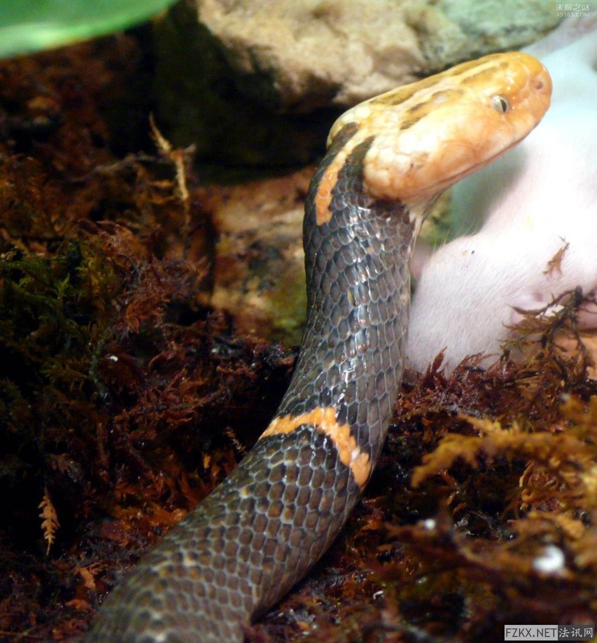 剧毒的喜玛拉雅白头蛇不仅长得洋气还有志气 拒绝被投食以死相逼