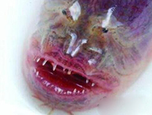 狼牙虾虎鱼似异形全身血红,头被斩断还依旧