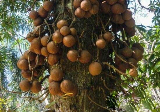 世界上最危险的树，炸弹树果实可爆炸(威力惊人)
