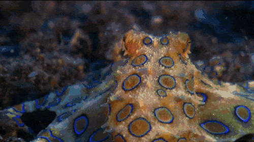 蓝环章鱼捕食视频 一只蓝环章鱼的毒素足够杀死26人