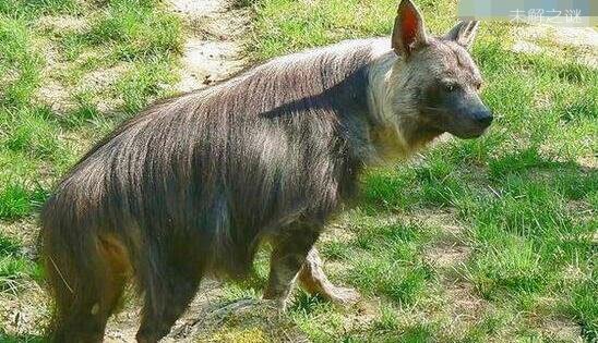 神农架的一种驴头狼身的怪物：不少人声称见过