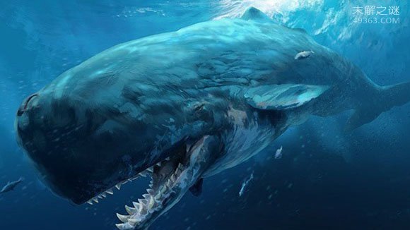 梅尔维尔鲸一口吃下须鲸：果然是大鱼吃小鱼