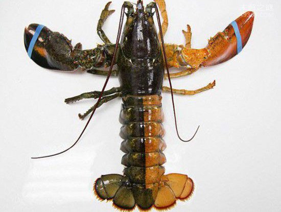 美国渔民捕获一只十分奇特的双色龙虾，侧是橘色一侧棕色