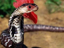 广西曾出现鸡冠蛇，攻击人时鸡冠状物会由红