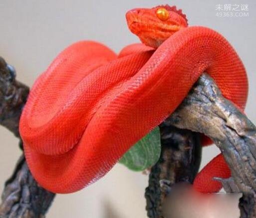 广西曾出现鸡冠蛇，攻击人时鸡冠状物会由红变为紫色(毒性不大)