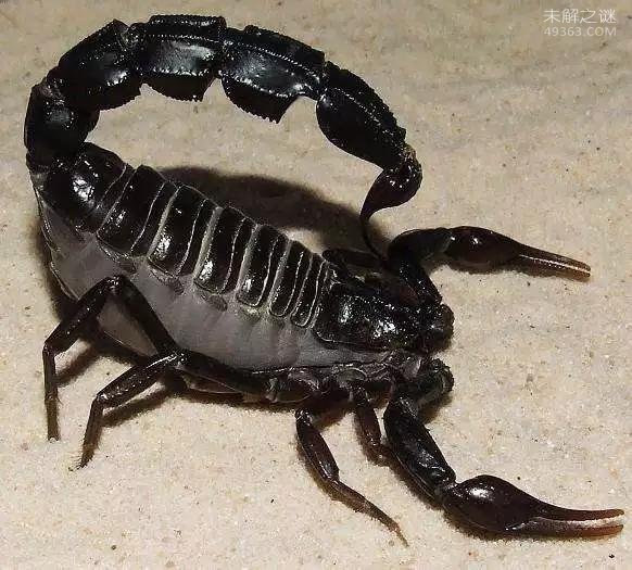 蝎子有许多品种是不能忽视的 ，它们比许多毒蛇还要可怕