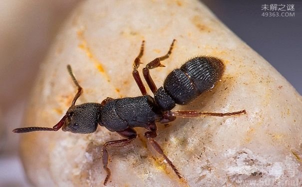 会飞的巨型蚂蚁携带致命病毒