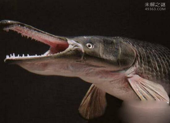 世界上最凶猛的淡水鱼，亚马逊鲇鱼(吃人水怪)