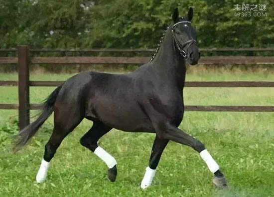 世界上跑的最快的马，纯血马