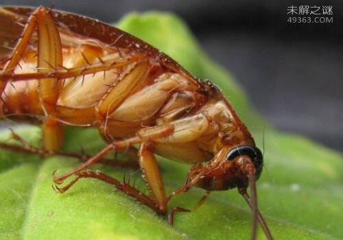蟑螂怕什么?蟑螂大约有6000多种竟只有50种是害虫