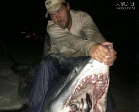 速度最快最凶猛的吃人鲨鱼,越出水面吃人