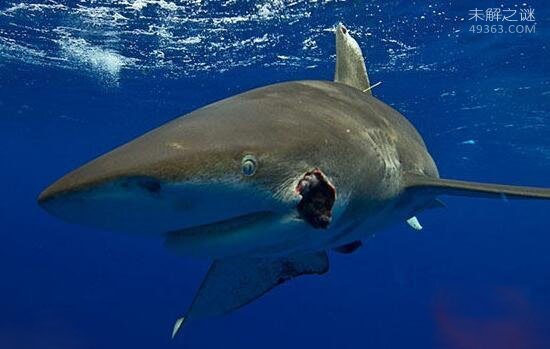 速度最快最凶猛的吃人鲨鱼,越出水面吃人