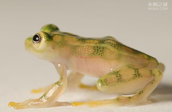 玻璃蛙腹部皮肤透明内脏清晰可见，所有隐私一览无余