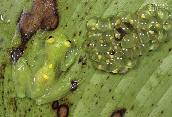 玻璃蛙腹部皮肤透明内脏清晰可见，所有隐私一览无余