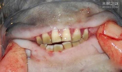 美国北卡罗来纳州海滩发现有着人类牙齿的怪鱼