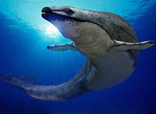 梅氏利维坦鲸的头颅化石被发现，科学家推测