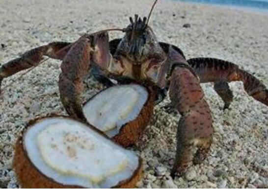 世界上最大的陆生螃蟹，椰子蟹(长达1米/重12斤)