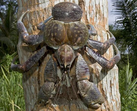 世界上最大的陆生螃蟹，椰子蟹(长达1米/重12斤)