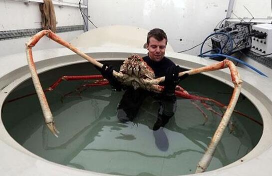 世界上最大的甲壳动物，日本蜘蛛蟹(蟹腿长达4米)