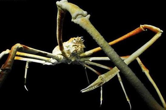 世界上最大的甲壳动物，日本蜘蛛蟹(蟹腿长达4米)