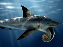 珠峰发现旋齿鲨牙齿化石，旋齿来锯掉猎物的