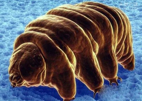 火星人的祖先水熊虫,与太用同寿的生物