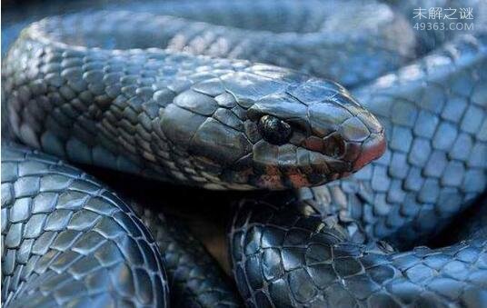 世界上最罕见的蛇