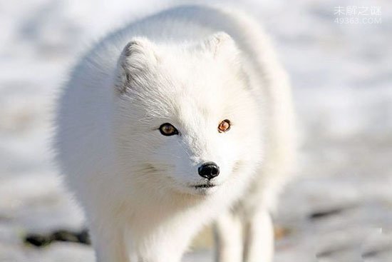 冰岛唯一的陆地哺乳动物,北极狐十分珍贵