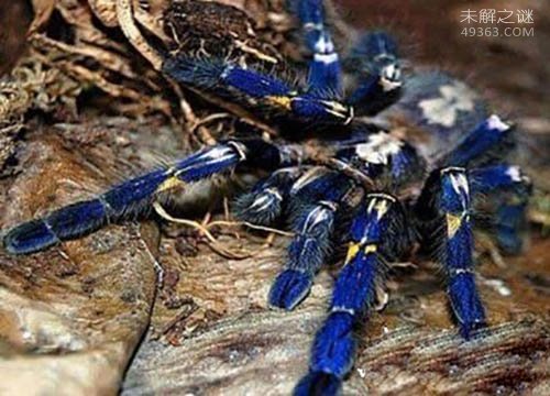 巨型金属蓝蛛：体内毒液伤人（不能轻易打搅）