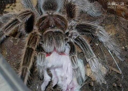 巨型蜘蛛吃人