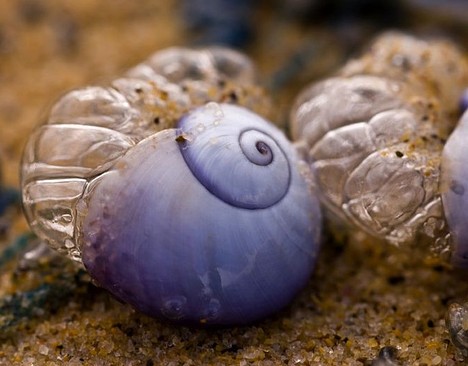 紫色海蜗牛是一种神奇的腹足动物