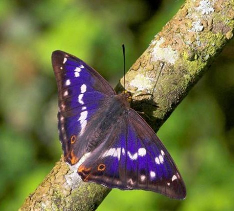 紫色帝王蝶的紫色取决于每个人的感官