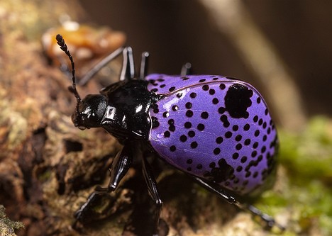 紫色甲壳虫非常罕见